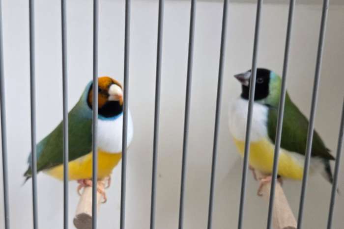 koppels gouldamadines