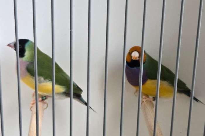 koppels gouldamadines