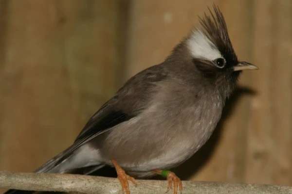 parayuhina diademata