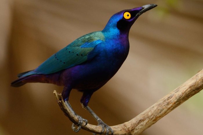 3-2 purper glansspreeuw (lamprotornis purpureus)