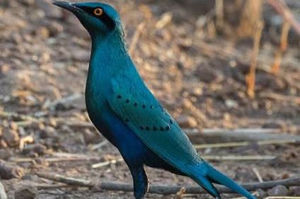 3-2 purper glansspreeuw (lamprotornis purpureus)