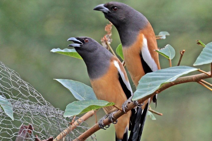 3-3 rosse boomekster (dendrocitta vagabunda)