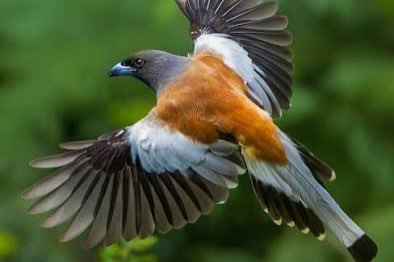 3-3 rosse boomekster (dendrocitta vagabunda)