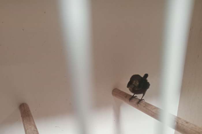 sunbirds