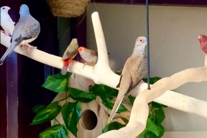 rare bird species