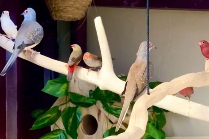 rare bird species