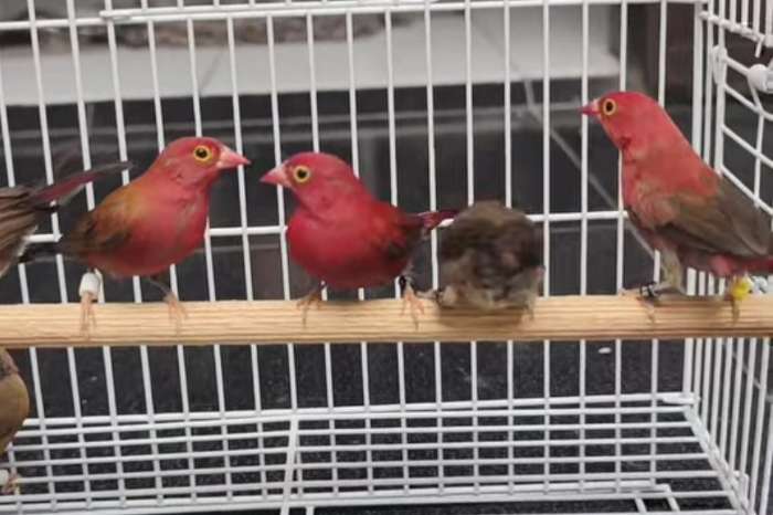 rare bird species