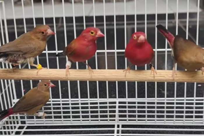 rare bird species