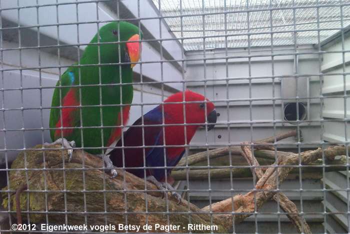 panama geelvoorhoofd amazones en ng edel papegaaien