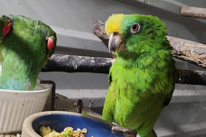 panama geelvoorhoofd amazones en ng edel papegaaien