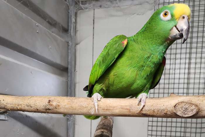 panama geelvoorhoofd amazones en ng edel papegaaien