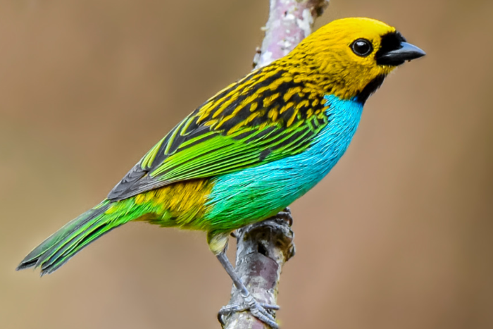 blauwborsttangara, tangara cyanoventris