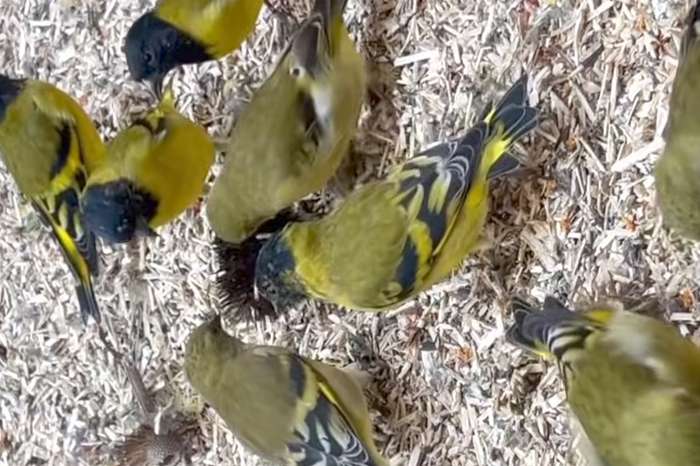 siskins