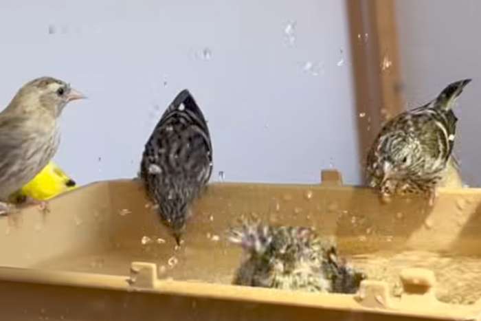 siskins