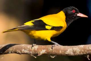 black hooded oriole