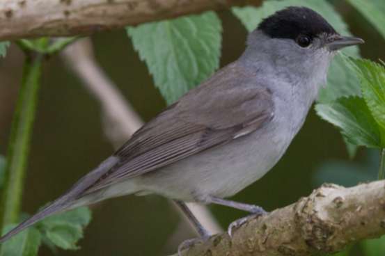 gezocht zwartkop sylvia atricapilla koppel