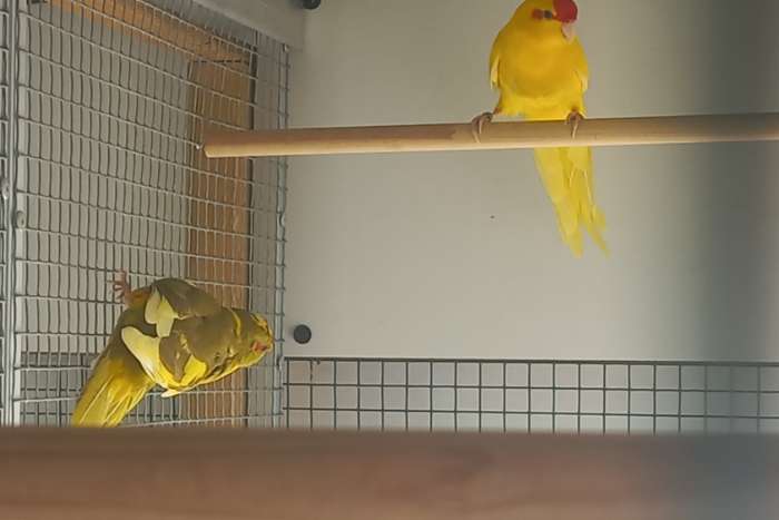 koppel geel split cinnamon x bont kakariki