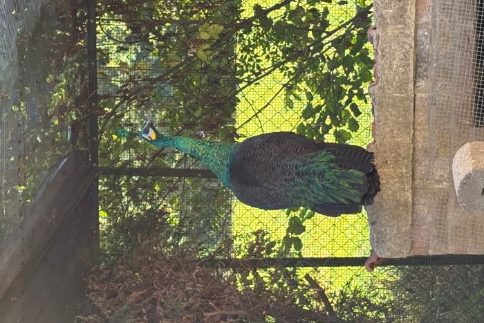 java pauw hen