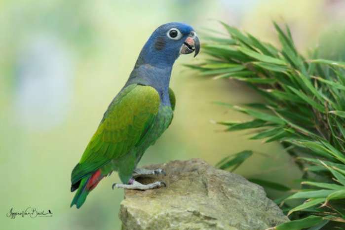 jonge onverwante koppels pionus menstruus zwartoorpapegaai