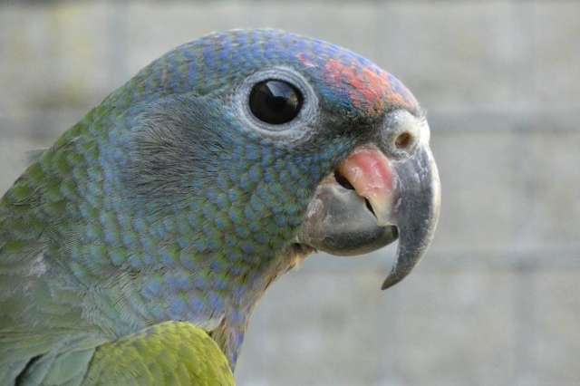 jonge onverwante koppels pionus menstruus zwartoorpapegaai