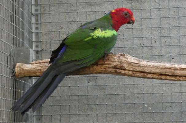groenvleugelkoningsparkiet alisterus chloropterus moszkowskii