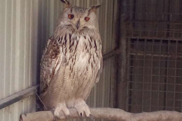 grand duc de siberie
