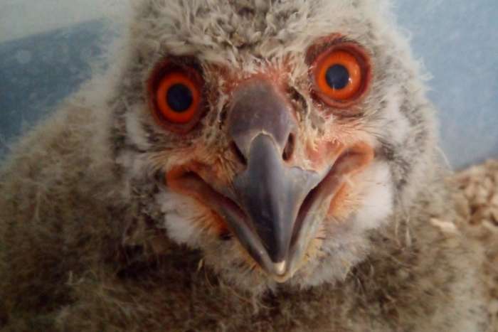 grand duc de siberie