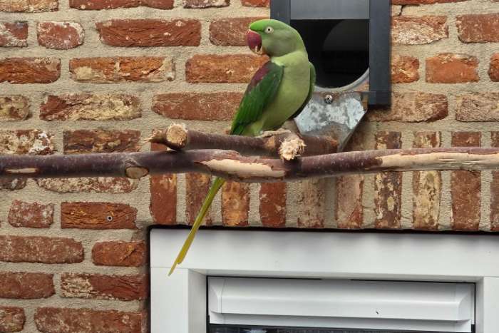 koppel grote alexanderparkieten