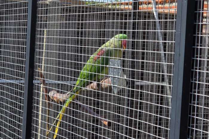 koppel grote alexanderparkieten