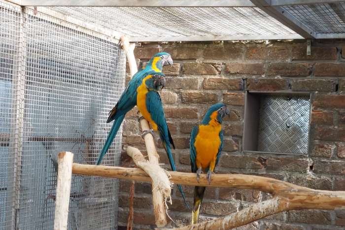 blauwkeelara's