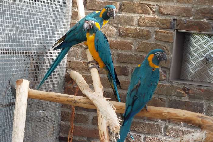 blauwkeelara's