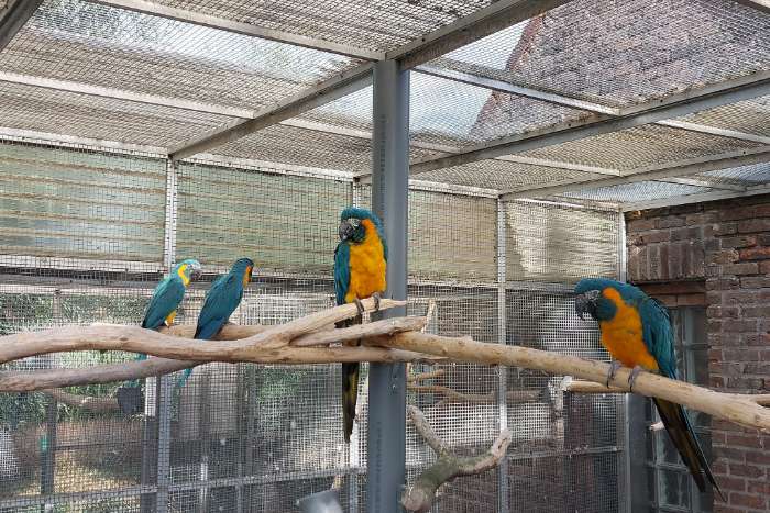 blauwkeelara's