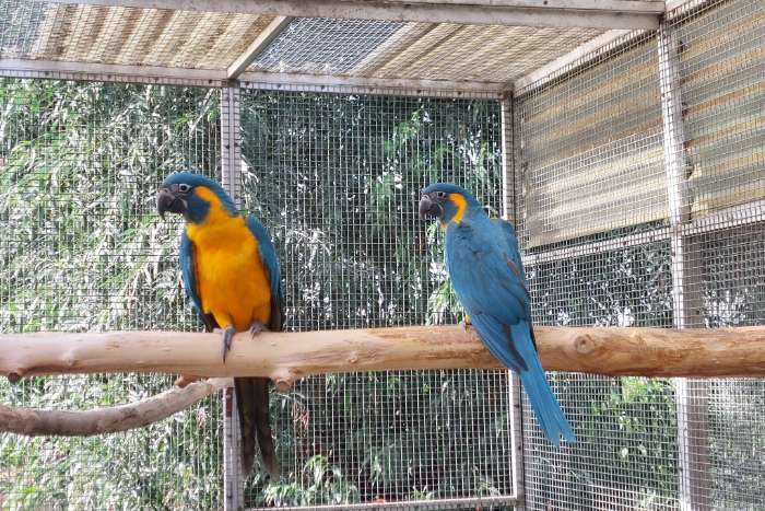 blauwkeelara's