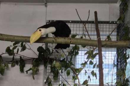 1,0 ramphastos toco riesentukan