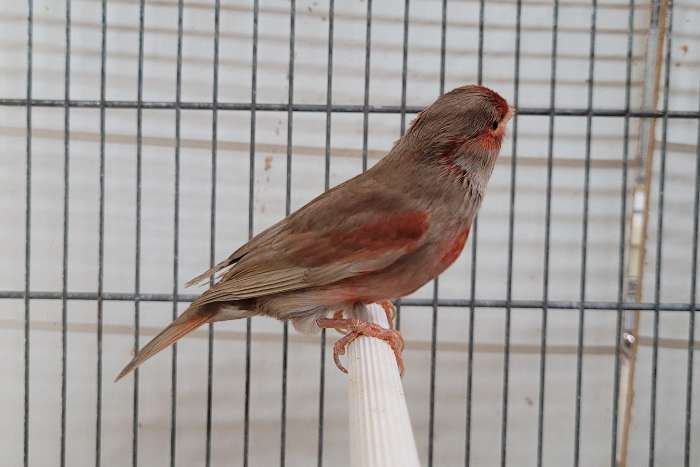 bruinpastel rood mozaïek en bruinpast rood intensief