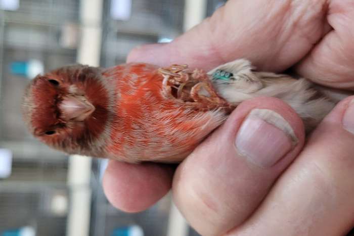 bruinpastel rood mozaïek en bruinpast rood intensief