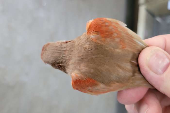 bruinpastel rood mozaïek en bruinpast rood intensief