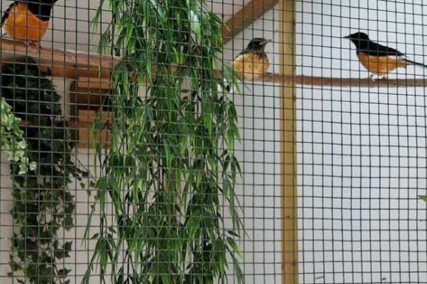 copsychus stricklandii (witkruin shamalijster)