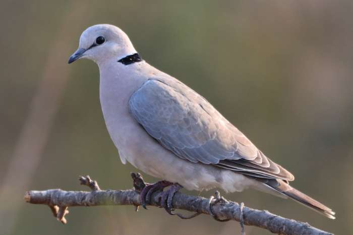recherche tourterelle du cap ( streptopelia capicola)