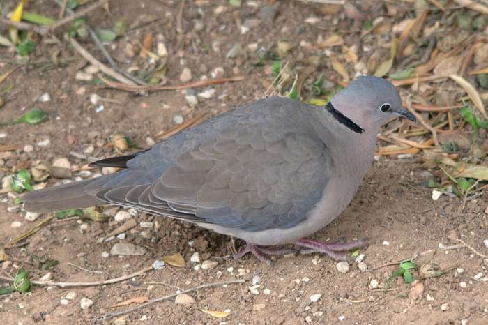 recherche tourterelle du cap ( streptopelia capicola)