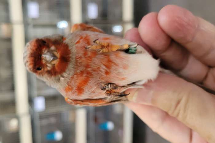 zwart grijsvleugel rood mozaïek en zwart grijsvleugel rood int,