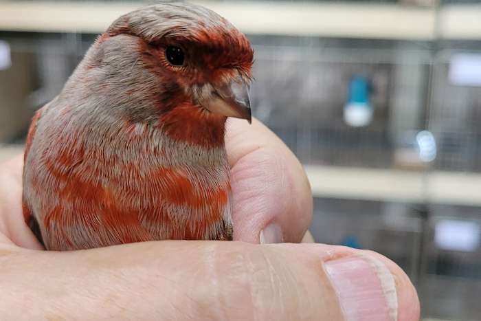 zwart grijsvleugel rood mozaïek en zwart grijsvleugel rood int,