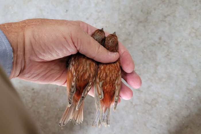 zwart grijsvleugel rood mozaïek en zwart grijsvleugel rood int,