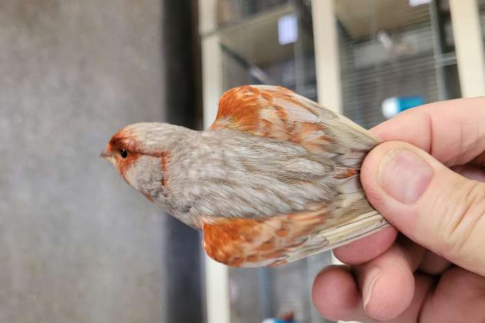 zwart grijsvleugel rood mozaïek en zwart grijsvleugel rood int,