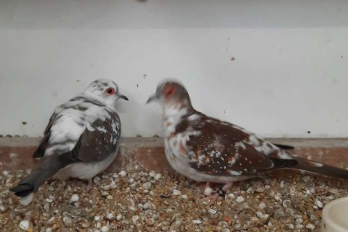 te koop diverse tropische