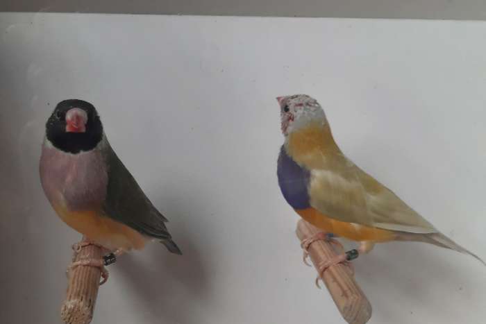 te koop diverse tropische