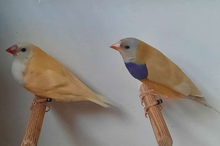 gouldamadines