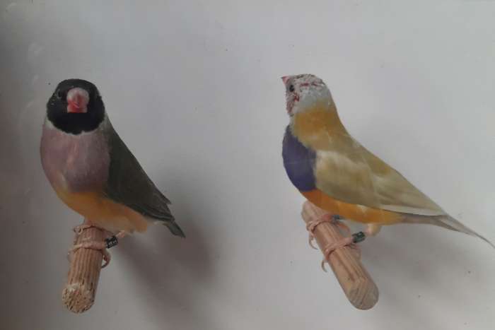 gouldamadines