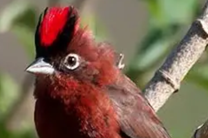 0-0-8 rode kroonvinken coryphospingus cucullatus