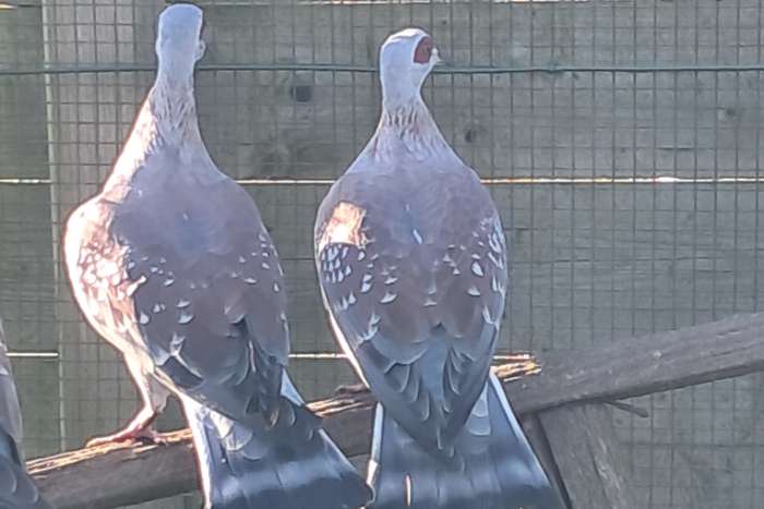guinea duiven